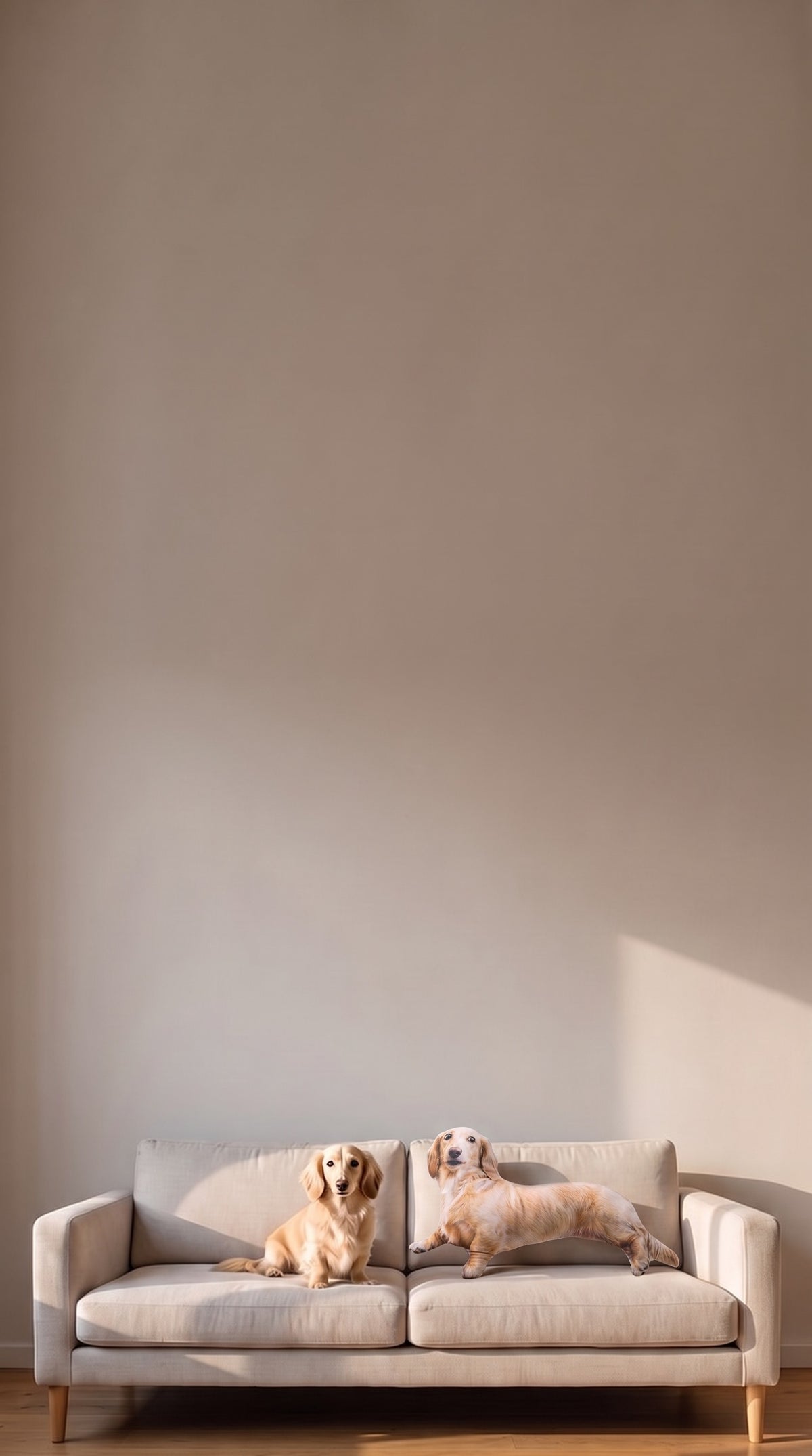 A real dachshund and its borderless dog-shaped pillow on a sofa, low in a tall frame