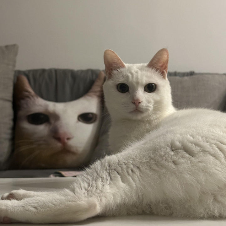 A cat lying beside a pillow cut to its own face