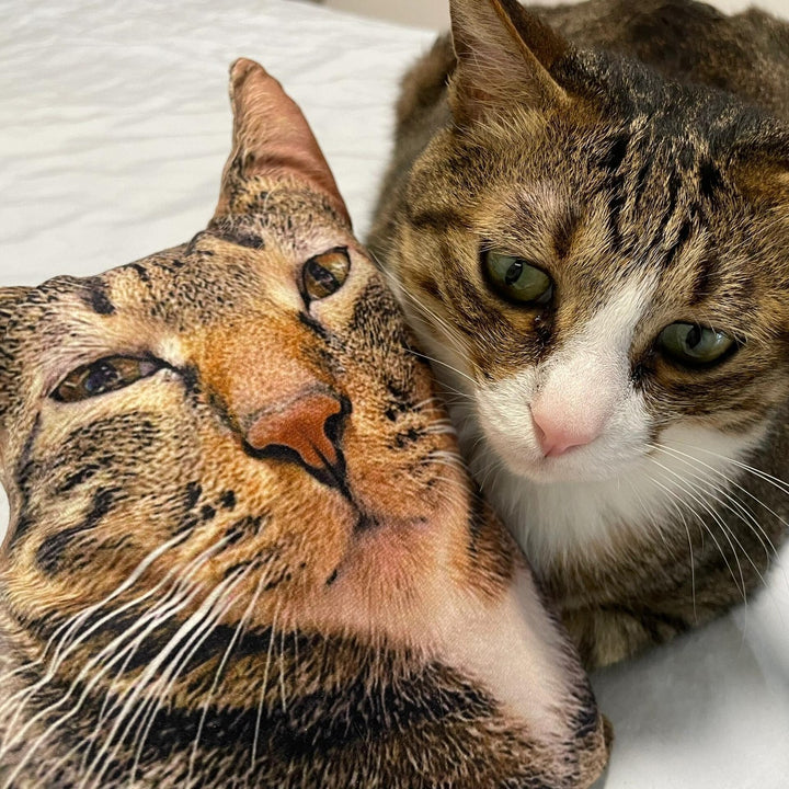 A tabby cat next to a pillow printed with its own face