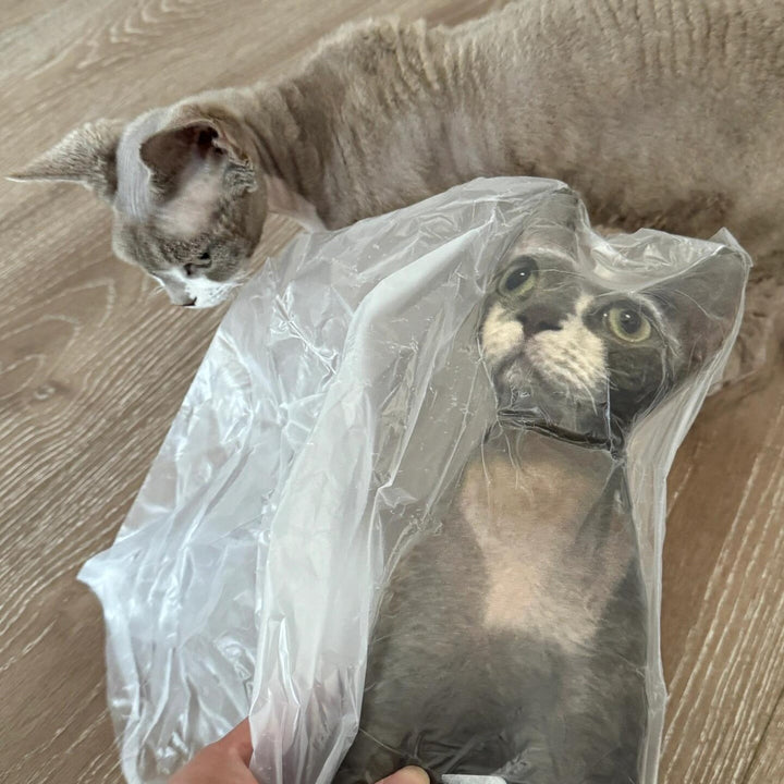 A cat-shaped pillow being lifted out of its vacuum pack beside the real cat